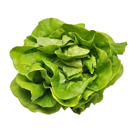 Picture of LAITUE BATAVIA  VARIES