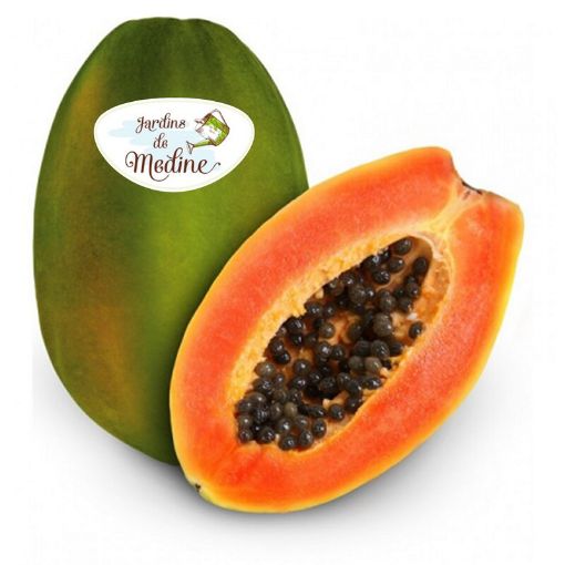 Picture of JARDIN DE MEDINE PAPAYA