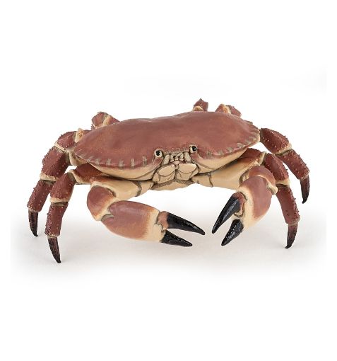 Picture of WS CRABE PETIT