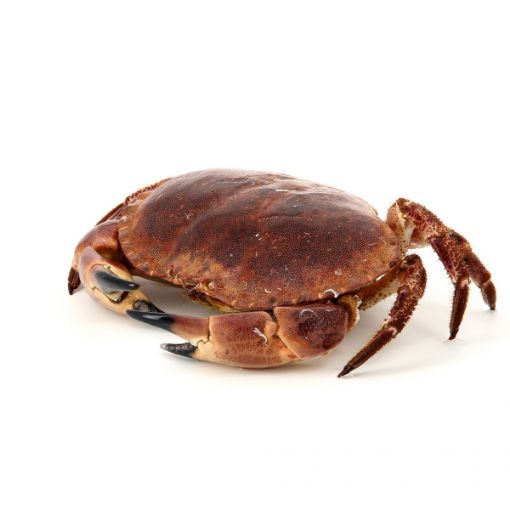 Picture of WS CRABE