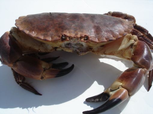 Picture of WS CRABE GROS