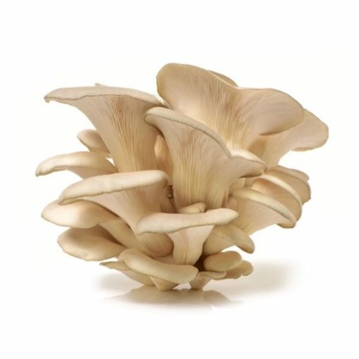 Picture of PGD CHAMPIGNON PLEUROTTE