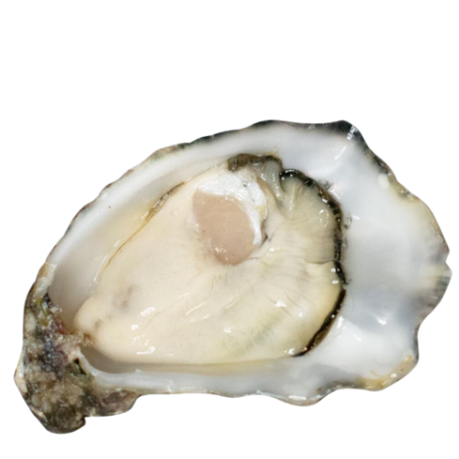 Picture of WS ROCK OYSTER PC MC