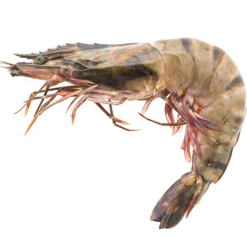 Picture of WS BLACK TIGER PRAWN U 10 1KG