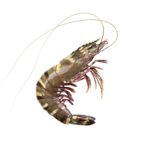 Picture of WS BLACK TIGER PRAWN U10 VRA