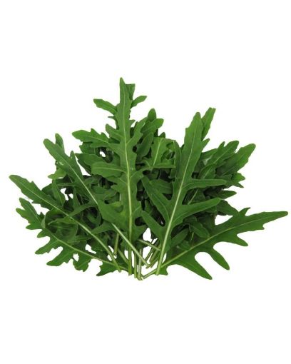 Picture of JARDIN DE MEDINE ROQUETTE 80G