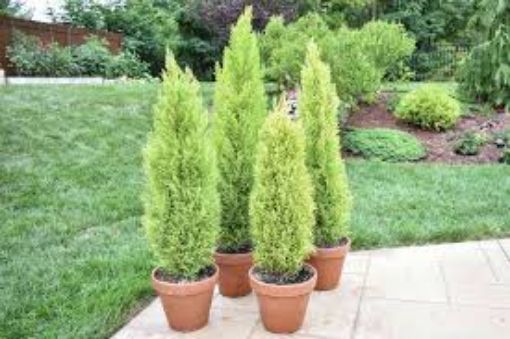 Picture of PLANT LEMON CYPRESS