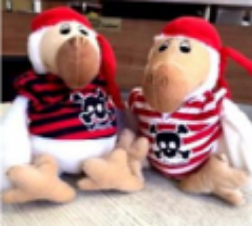 Picture of DODU DODO PIRATE